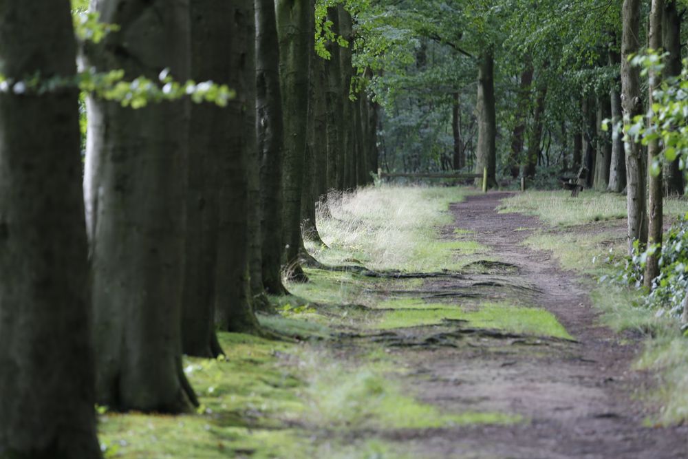 Multifunctioneel accent cultuurhistorie, laan op Landgoed de Horte, Angel Pinxten