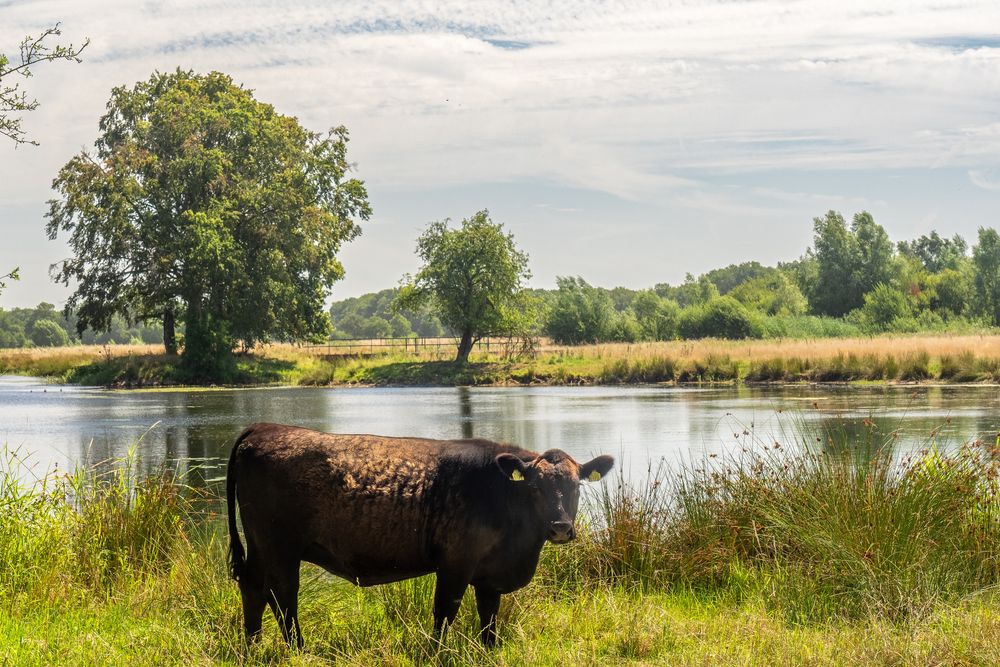 Regge bij Hellendoorn, Gonny Sleurink