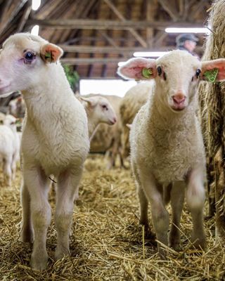 Lammetjes Schaapskooi Lemelerberg