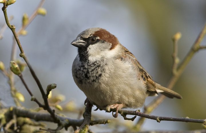 Huismus | Landschap Overijssel